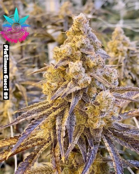 gucci fruit strain|platinum gucci strain.